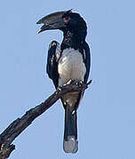 Trumpeter Hornbill