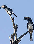 Trumpeter Hornbill