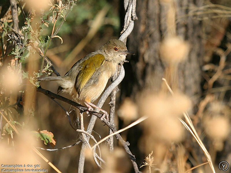 Camaroptère à dos grisadulte, identification