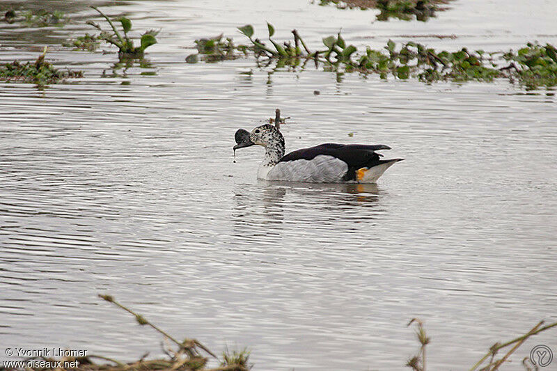 Canard à bosse mâle adulte, identification