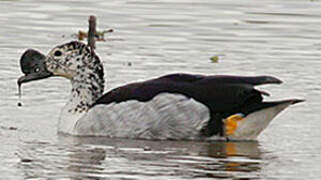 Canard à bosse