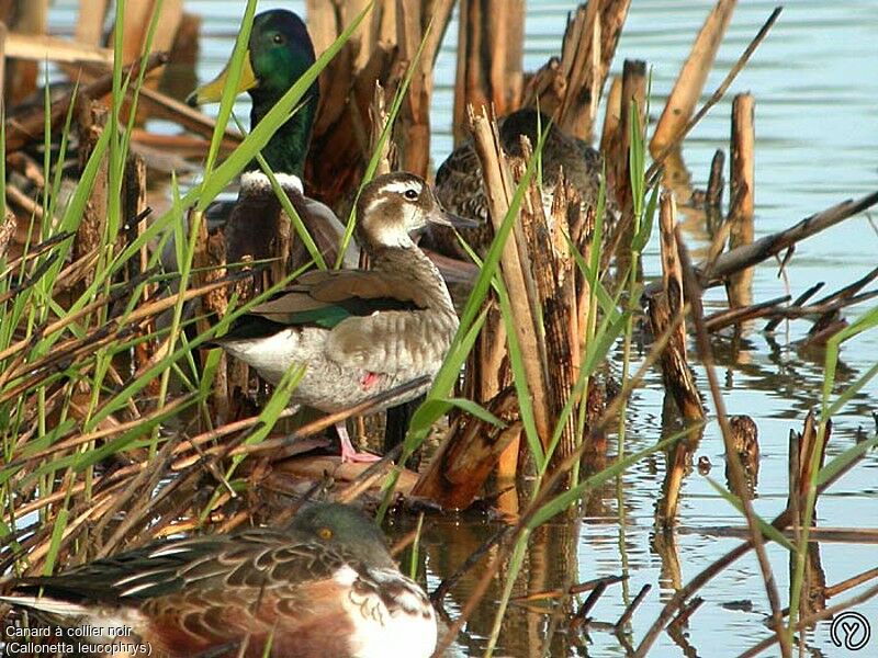 Canard à collier noir femelle immature, identification