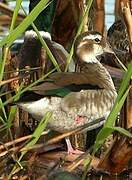 Ringed Teal