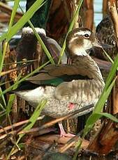 Canard à collier noir