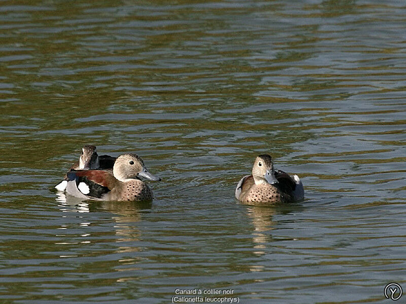 Canard à collier noiradulte, identification