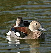 Canard à collier noir