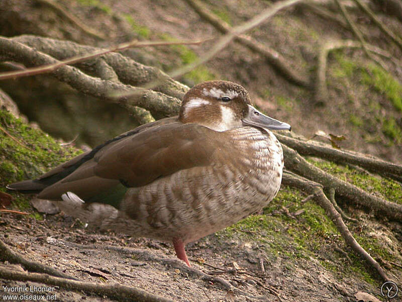 Canard à collier noir femelle immature, identification