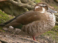 Ringed Teal