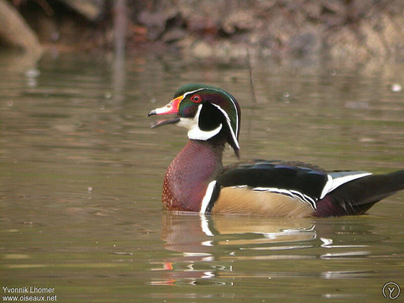 Canard carolin mâle adulte, identification