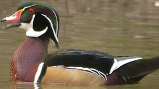 Wood Duck