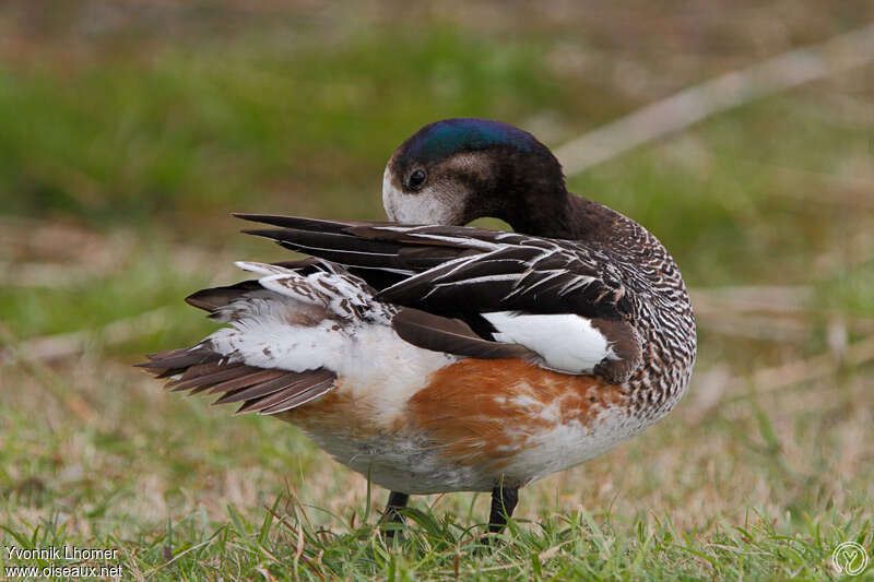 Chiloe Wigeon male adult, care, pigmentation