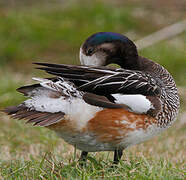 Chiloe Wigeon