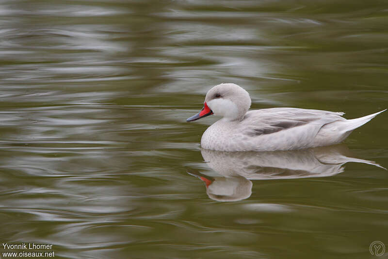 White-cheeked Pintailadult, identification