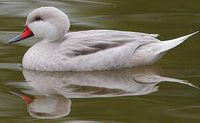 White-cheeked Pintail