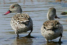 Cape Teal