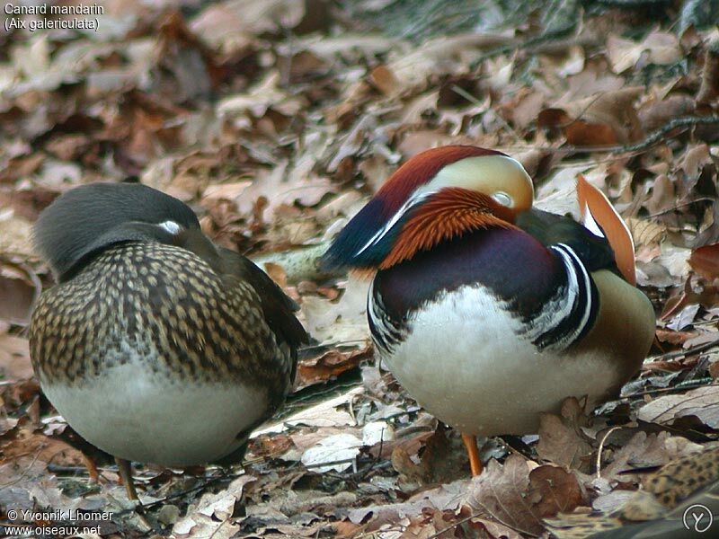 Mandarin Duck adult breeding, identification