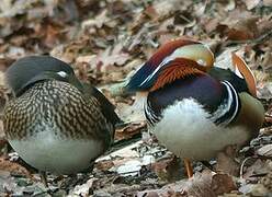 Mandarin Duck