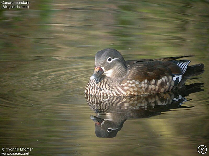 Mandarin Duck female adult, identification