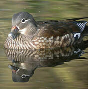 Canard mandarin