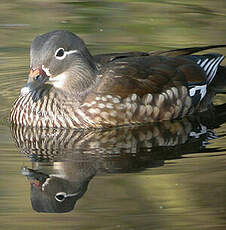 Canard mandarin