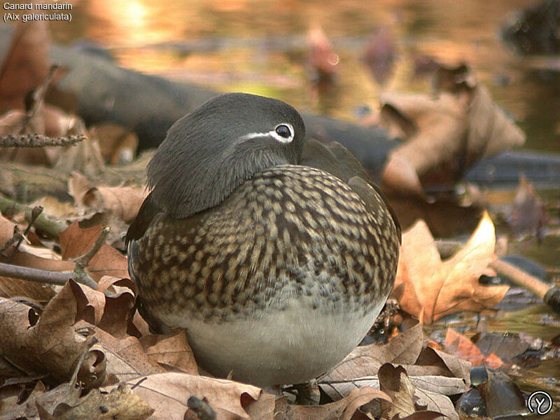 Canard mandarin femelle adulte, identification