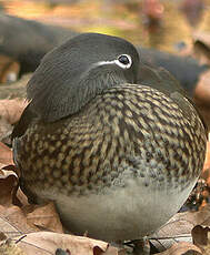 Canard mandarin