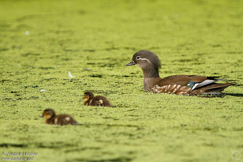 Canard mandarin femelle adulte, identification