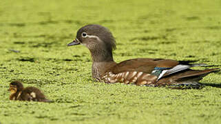 Canard mandarin