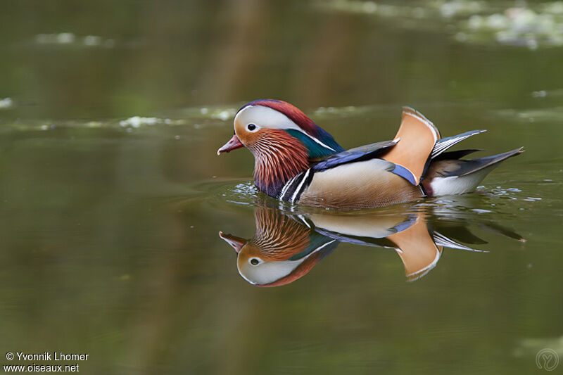 Mandarin Duck male adult, identification