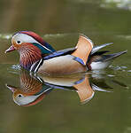 Canard mandarin