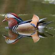 Mandarin Duck