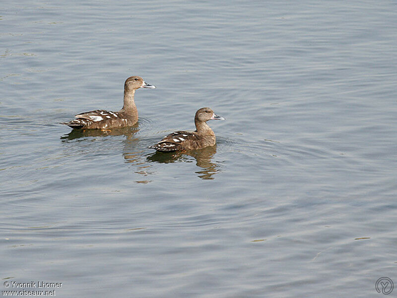 Canard noirâtreadulte, identification