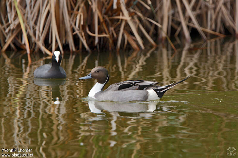 Canard pilet mâle adulte nuptial, identification