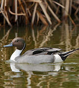 Canard pilet