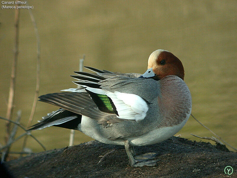 Canard siffleuradulte, identification