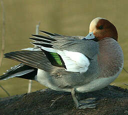 Canard siffleur