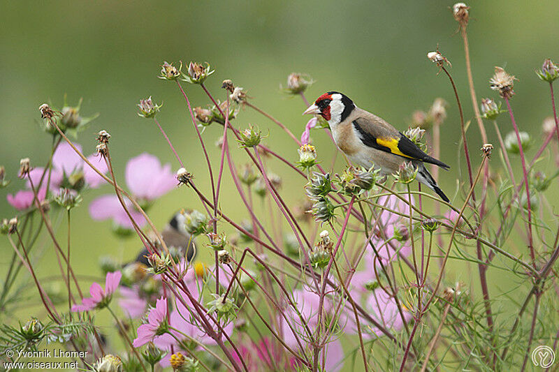 European Goldfinchadult, identification, feeding habits