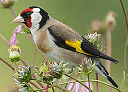 European Goldfinch