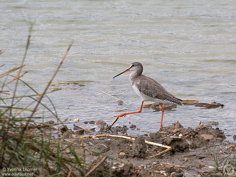 Spotted Redshank, identification