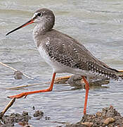 Spotted Redshank