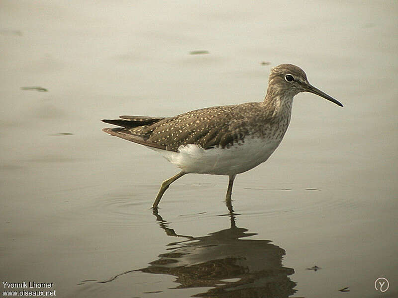 Chevalier cul-blancjuvénile, identification