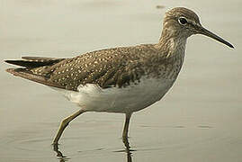 Green Sandpiper