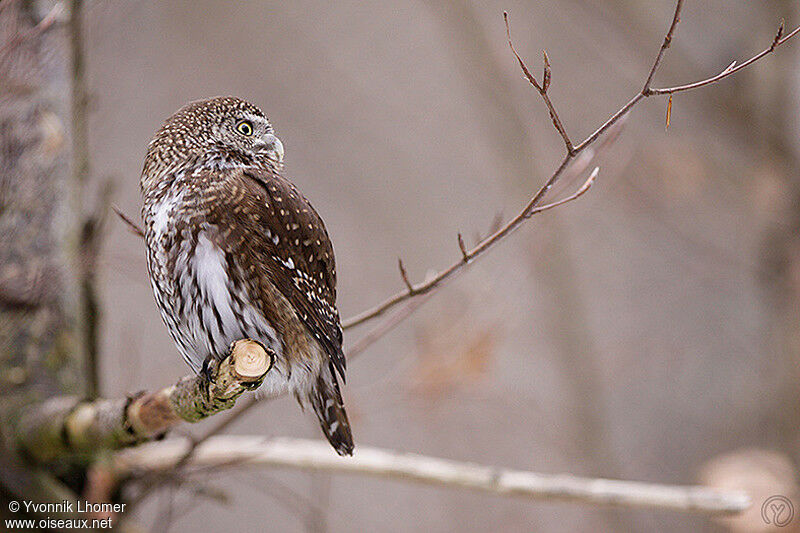 Eurasian Pygmy Owladult, identification