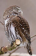 Eurasian Pygmy Owl