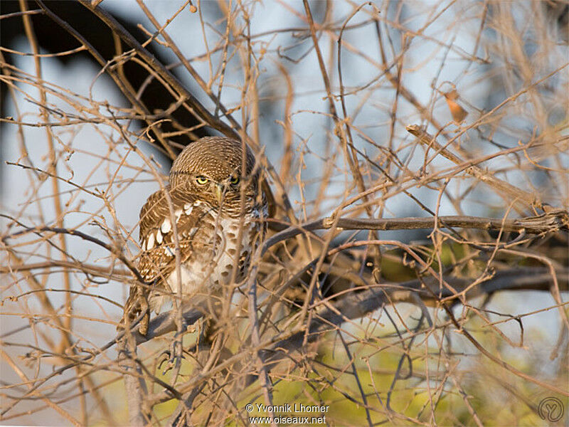 African Barred Owletadult, identification