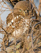 African Barred Owlet