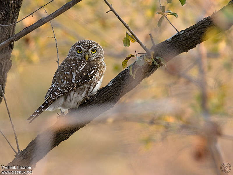 Pearl-spotted Owletadult, identification