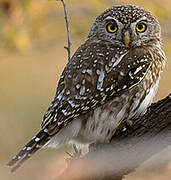 Pearl-spotted Owlet