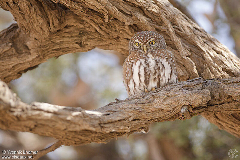 Pearl-spotted Owletadult, identification