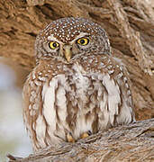 Pearl-spotted Owlet